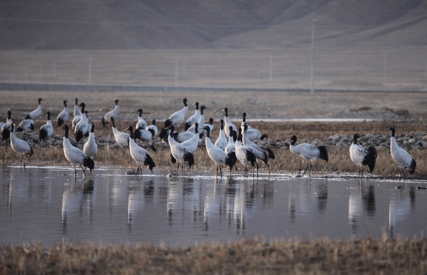 Black-necked cranes Tibet