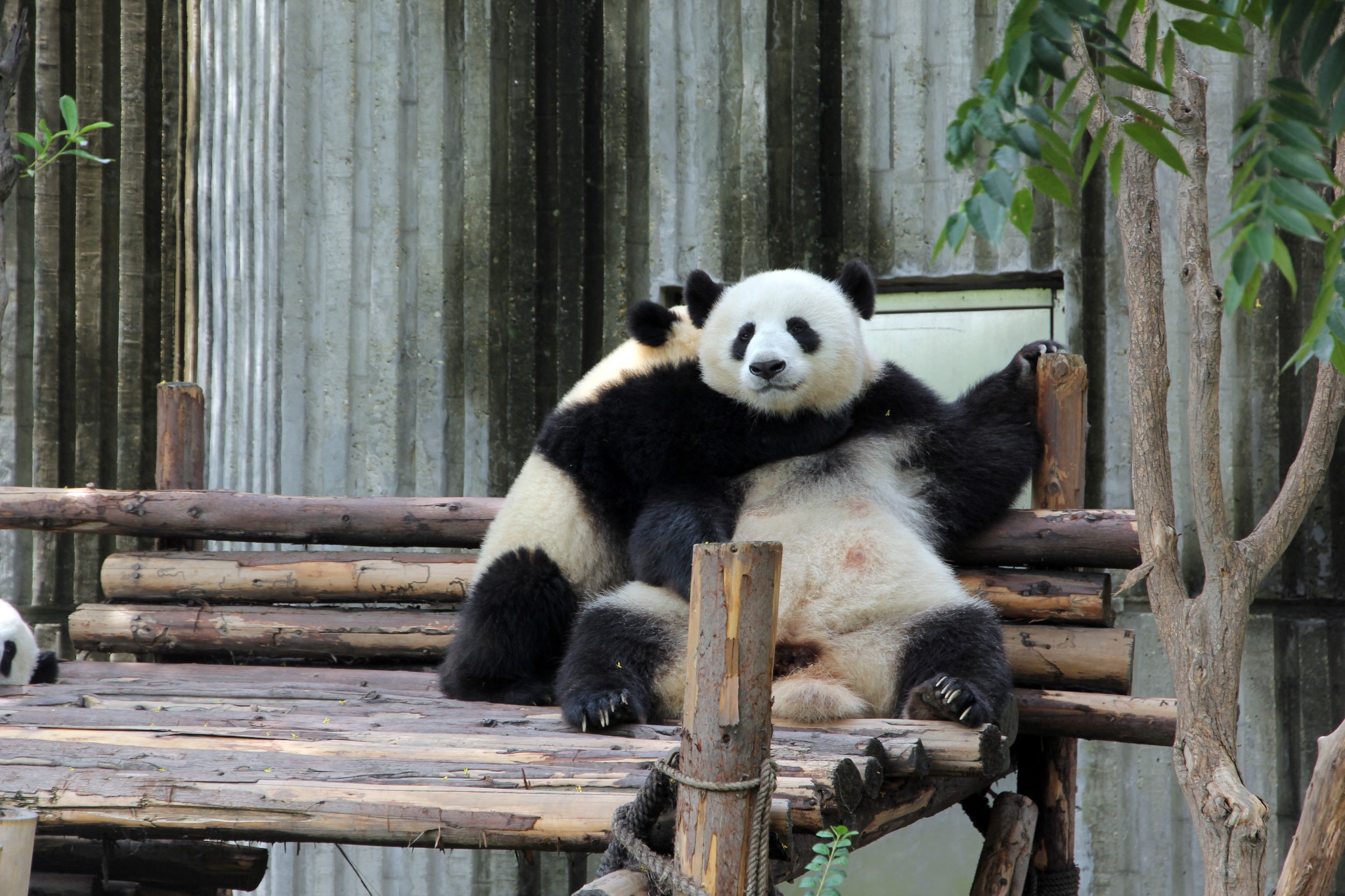 Visit Giant Pandas in Chengdu