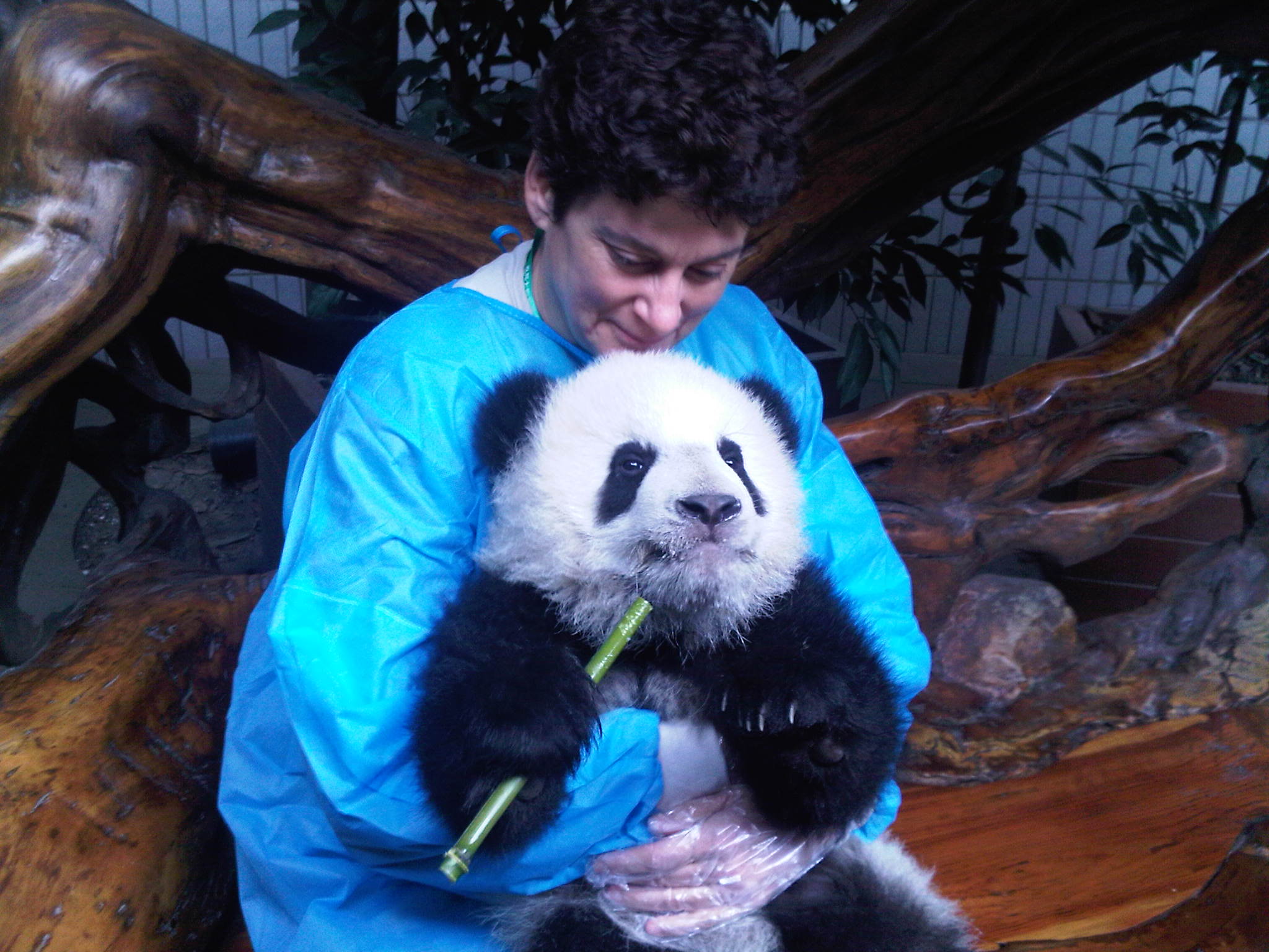 Panda Volunteering on a chengdu tour