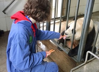 Feed pandas at Dujiangyan Panda volunteering work
