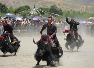 Yak race Gyantse horse festival