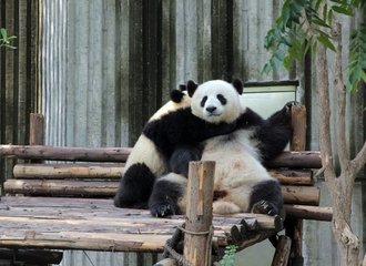 Visit Giant Pandas in Chengdu