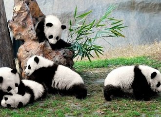 Chengdu Panda Base