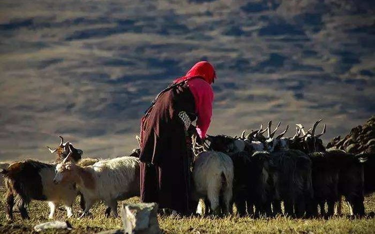 Herder along the way
