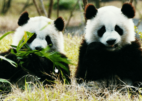 Lovely Pandas Eating Bamboo