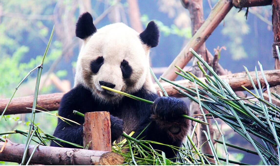 Things To Do in China: Visit the Giant Pandas