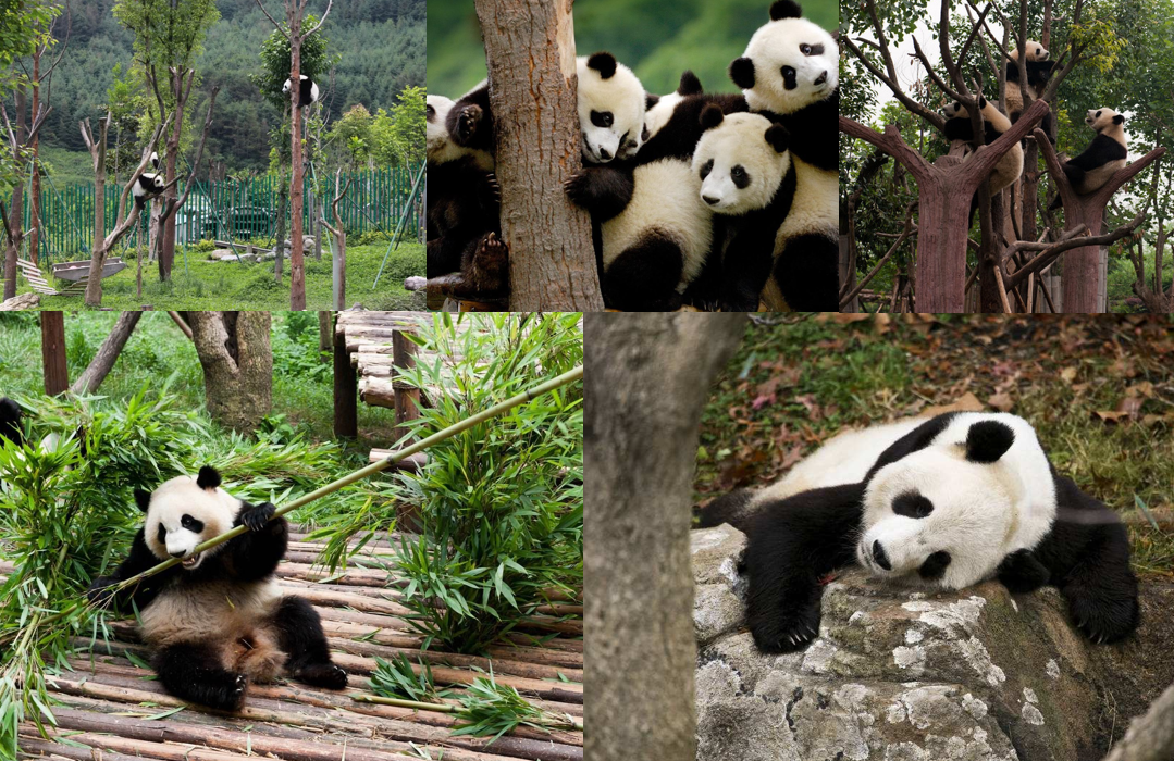 Cute giant pandas in China