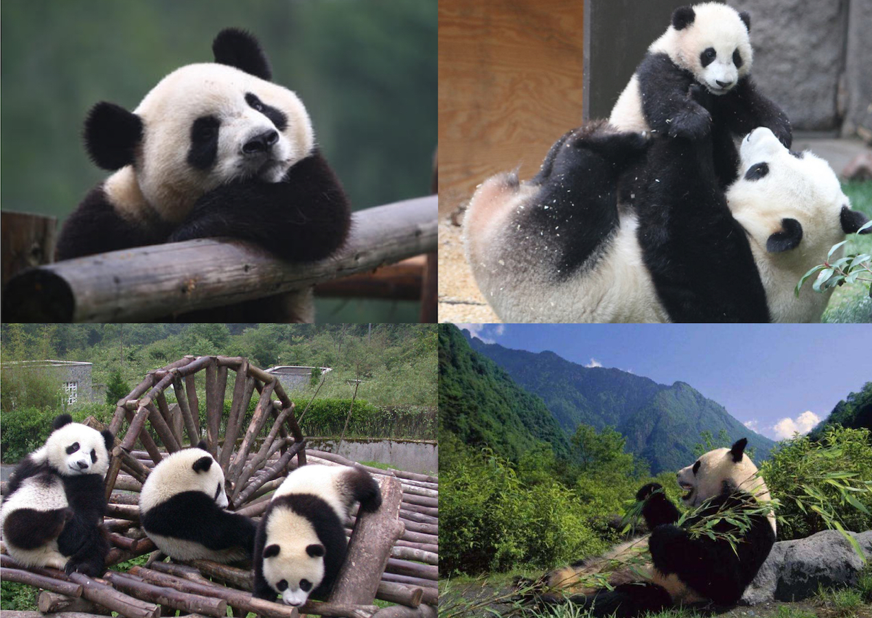 Giant Panda National Parks
