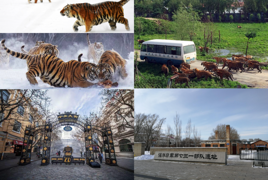 Zhongyang street, Siberian tiger park, Unit-731-museum