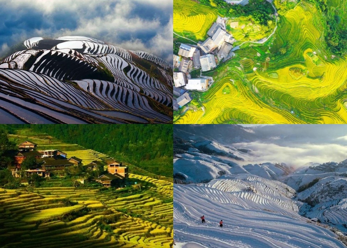 Four season of Longji Rice Terraces