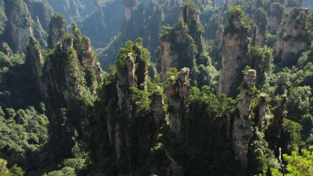 Flora and Fauna of Mount Huangshan