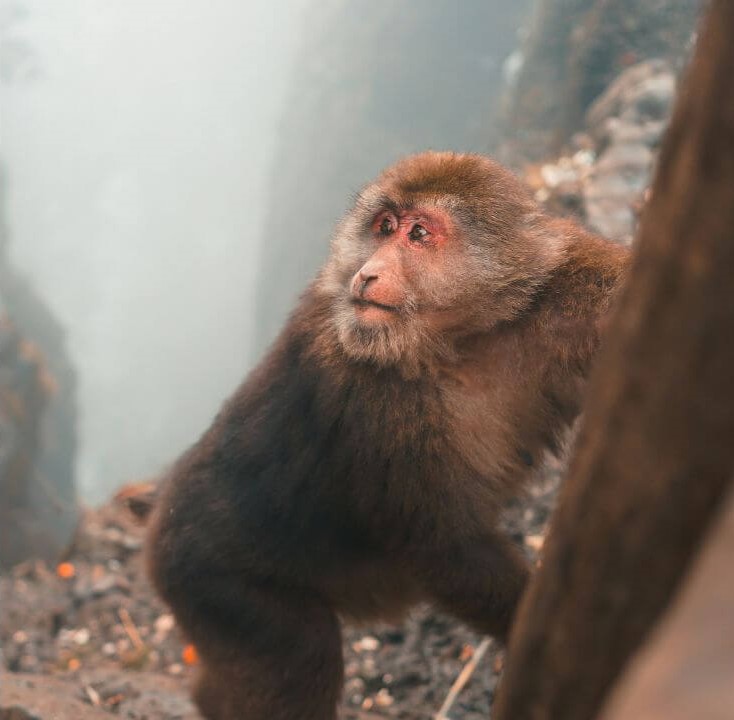 The Monkeys at Mt.Emei