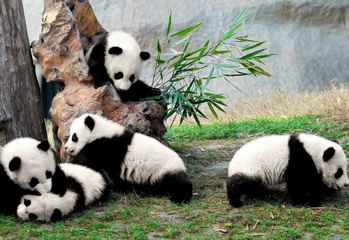 Chengdu Panda Base vs Bifengxia Panda Base - A Comparitive Article ...