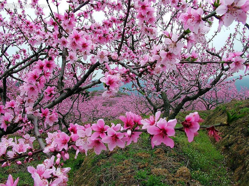 Best Places to See Chengdu Spring Flowers - Sichuan Travel - China ...
