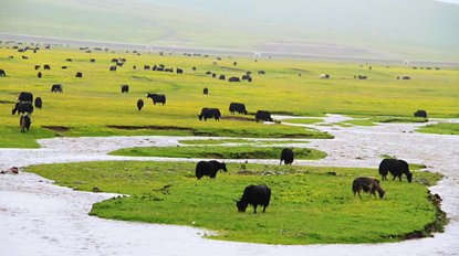 tagong-grassland-yaks
