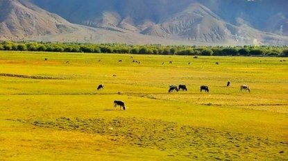 Horses on grassland in Tibet