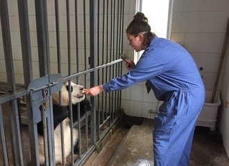 feeding panda during the panda volunteering work