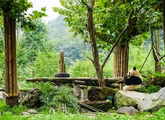 Dujiangyan panda base