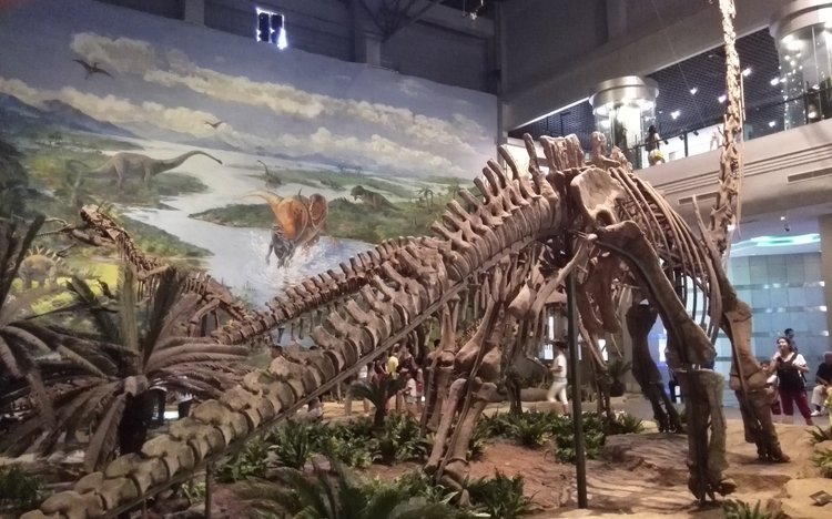 Dinosaur fossil Zigong museum