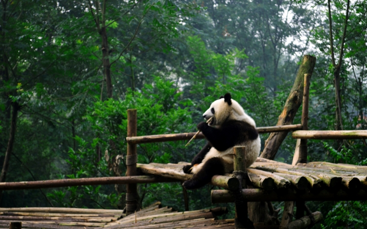 Panda at Chengdu Panda Base
