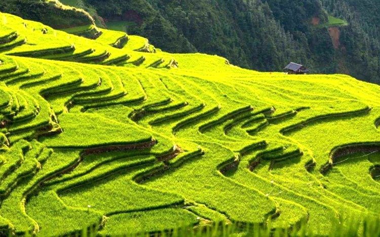 Congjiang Jiabang rice terraces Guizhou