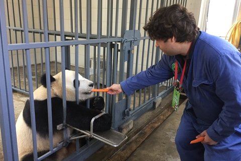 Dujiangyan base base feeding pandas