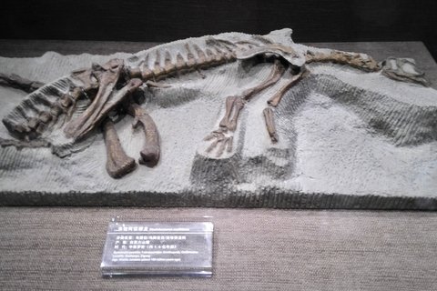 Zigong Dinosaur fossil museum