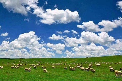 sheep in langmusi