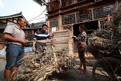 Bark used for paper making in Shiqiao