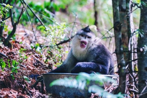 Yunnan Tacheng Dian monkeys