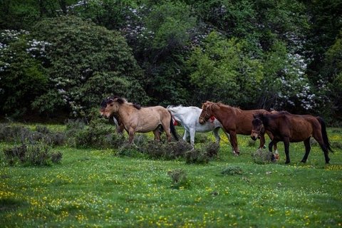 Horses at Xindianzi grassland