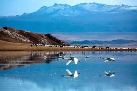 swan-lake-bayanbulak