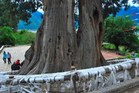 Nyingchi Cypresse Park