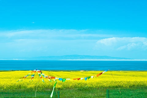 Qinghai Lake flower blossom