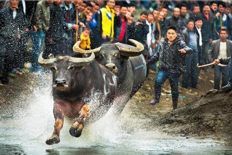 Bullfighting at Taijiang Sisters' Meal festival