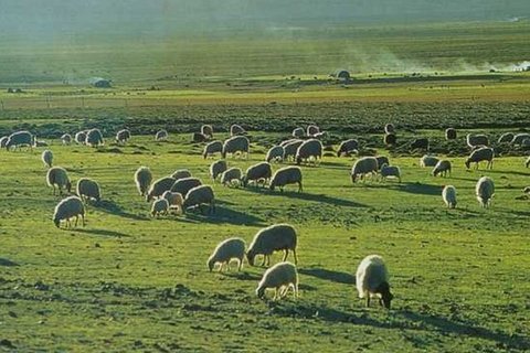 Changtang Grassland