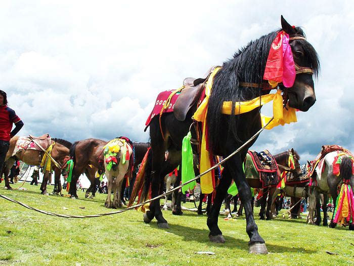 Tagong horse racing festival