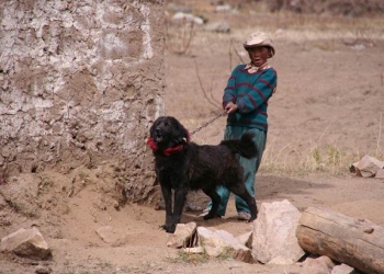 Tibetan People with Mastiff