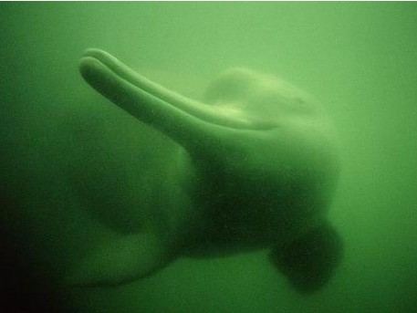 Yangtze River Dolphin - long mouth