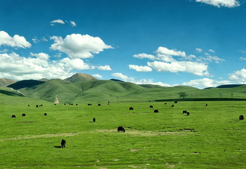 Yaks grazing on the Changtang grasslands of northern Tibet, seen along the Qinghai–Tibet Railway