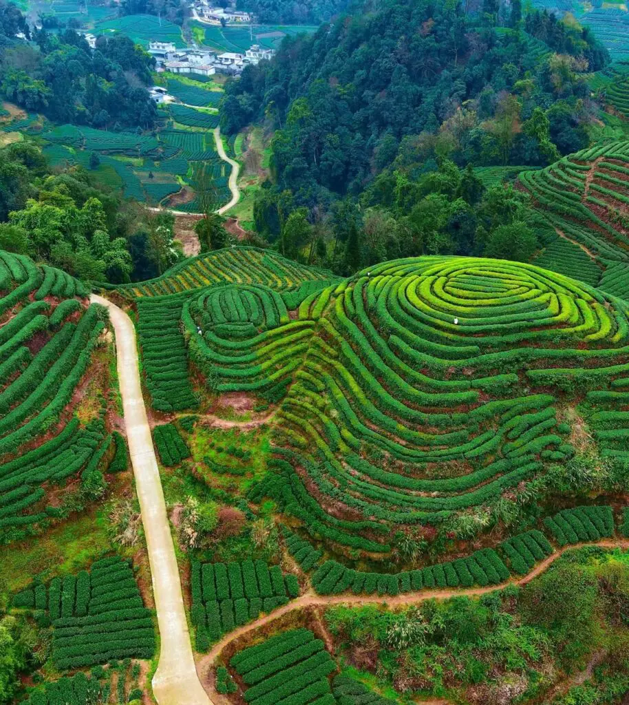 Mengdingshan Tea Plantation near bifengxia