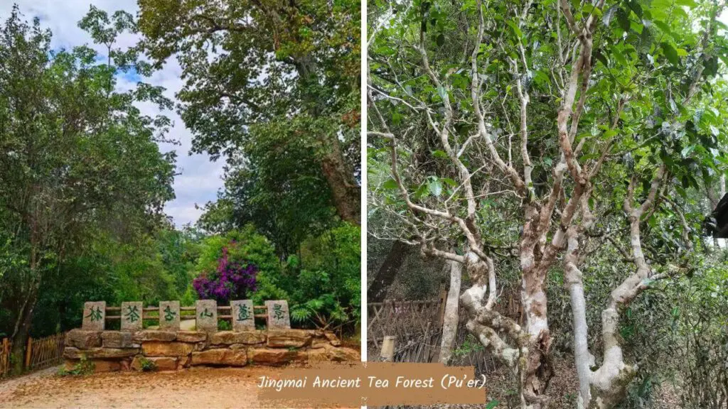 Jingmai Ancient Tea Forest (Pu’er)