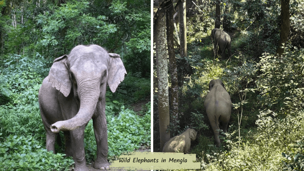 Wild Elephants in Mengla (Xishuangbanna) 