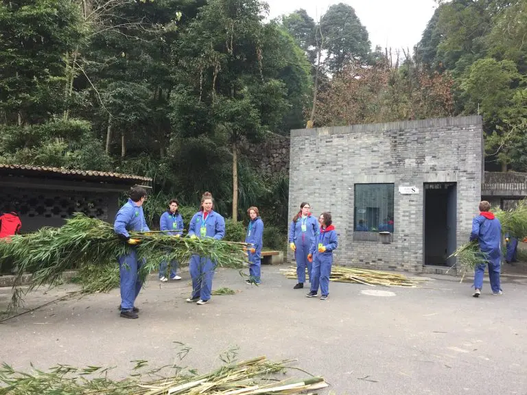 Chengdu Panda Tour – Volunteering at Dujiangyan (Wolong) Panda Base