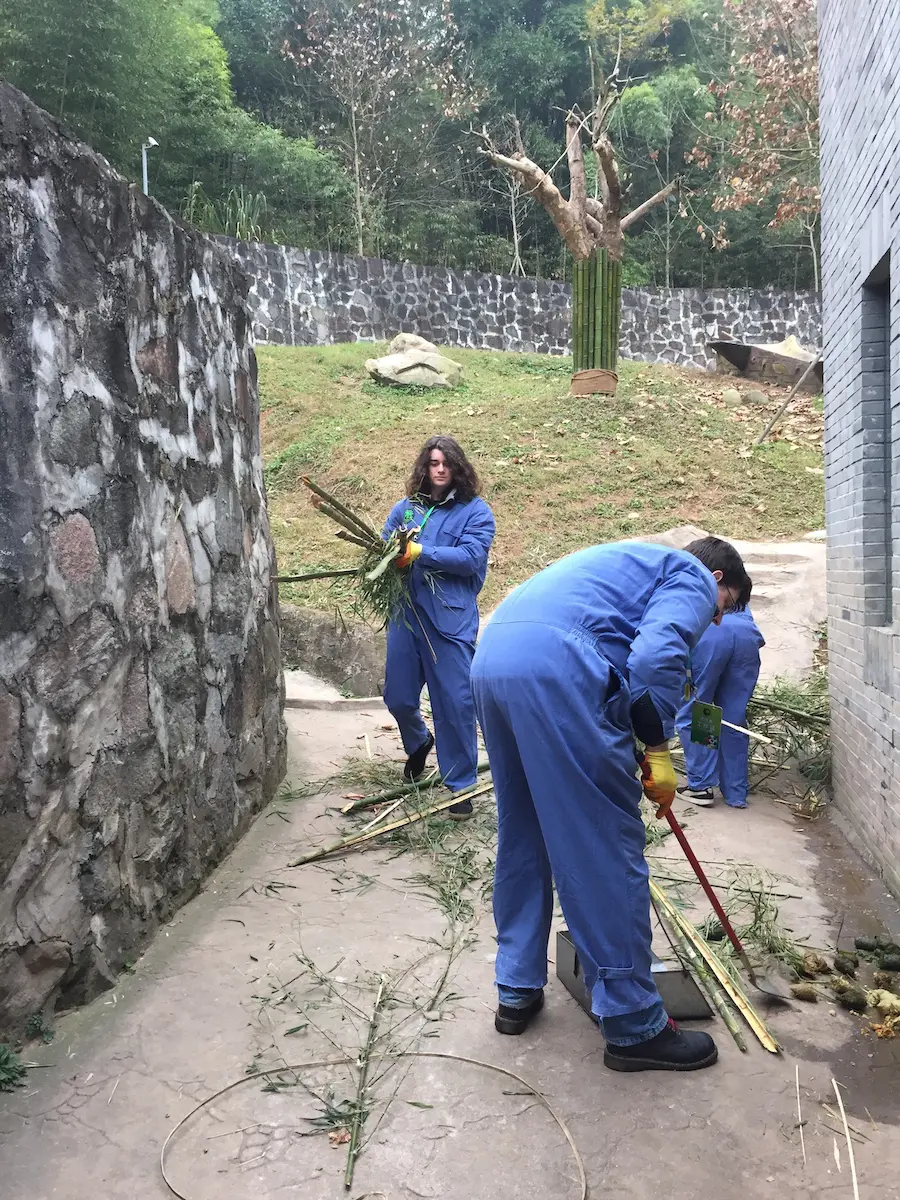 Chengdu Panda Tour – Volunteering at Dujiangyan (Wolong) Panda Base