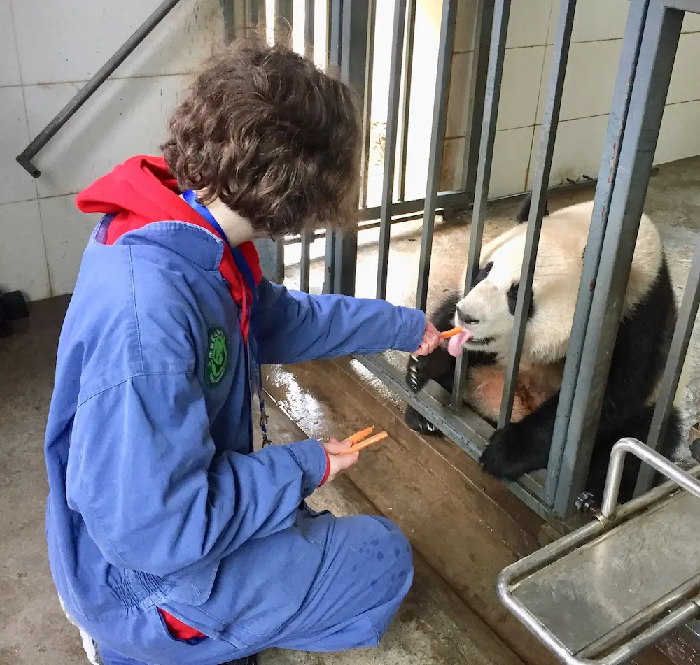 Chengdu Panda Tour – Volunteering at Dujiangyan (Wolong) Panda Base