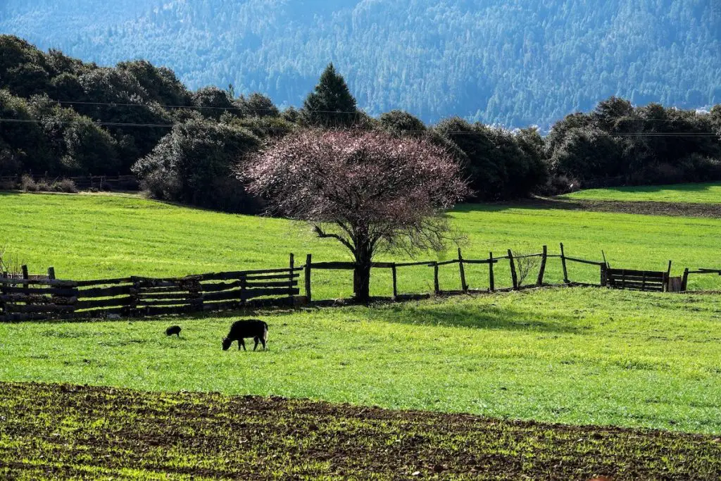 tibet nyingchi beautiful landscape 