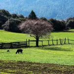 tibet nyingchi beautiful landscape