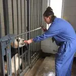 Chengdu Panda Tour – Volunteering at Dujiangyan (Wolong) Panda Base