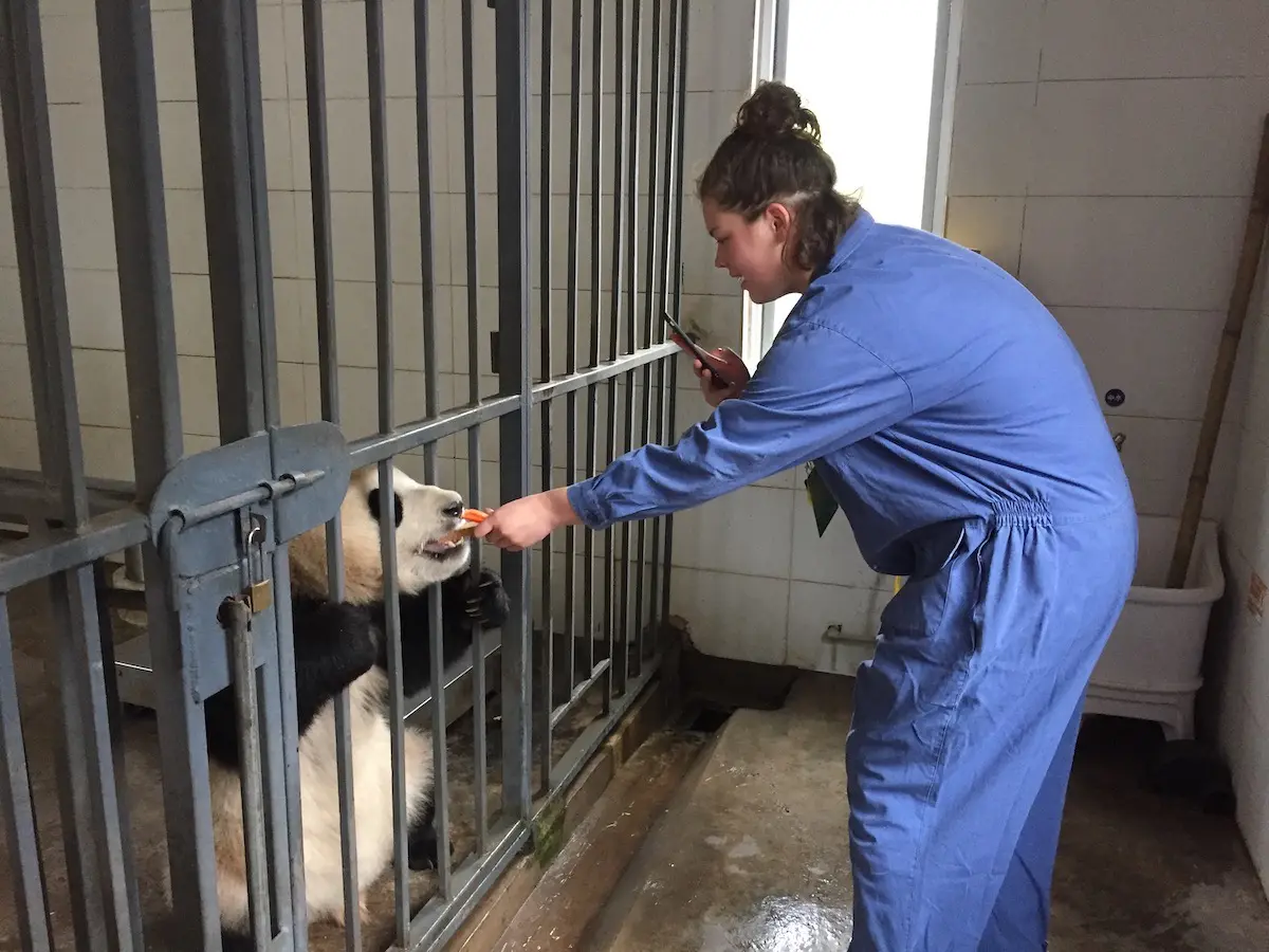 Bifengxia panda volunteer and Mt. Emei tour